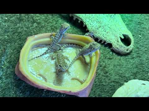 Dragon Video