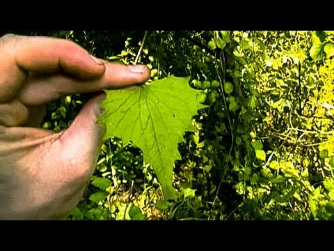 Foraging Edible Plants - Garlic Mustard | Wild Food - YouTube