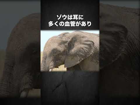 IUCN分類における絶滅の危険性を示す図。