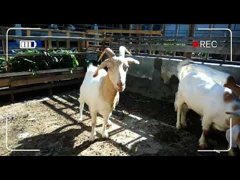 Kambing Boer fc Saanen Shadown