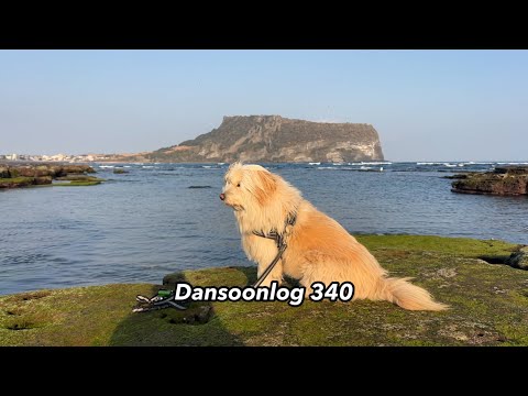SUB Simple Log 340 in Jeju My last Jeju stay was enough for me. Vlog
