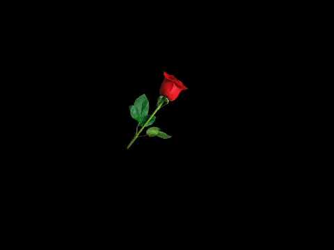 black  screen  red rose template' video  ........