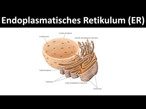 Endoplasmatisches Retikulum [Aufbau & Funktion] - [Zellorganellen, Teil 4]