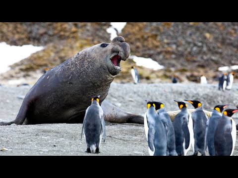 Гигантский тюлень с длинным хоботом и буйным нравом - МОРСКОЙ СЛОН в деле!