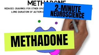 2-Minute Neuroscience: Methadone
