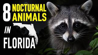 8 Nocturnal Animals in Florida