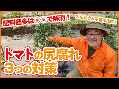 トマトにカルシウムを自然​​に供給する方法