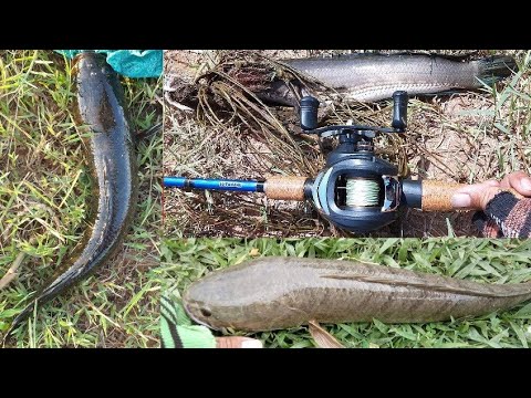 Sneyha, Arbin & Javan Fun Playing With Real Fish in Inflatable, Amazing snake head fish