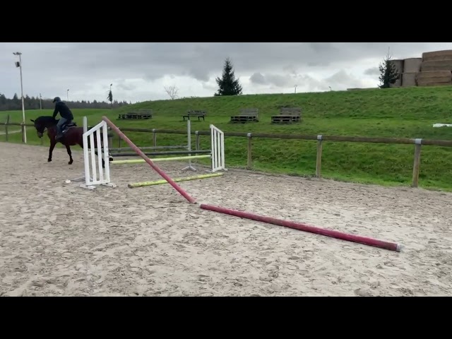 Poulain mâle par Diamant de Semilly