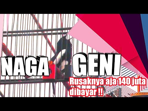 #kacerNAGAGENI #thriejunior AKSI DARI KACER NAGA GENI IWAN SANGKAR..BAGONGYA AJA 140 JUTA DI TOLAK