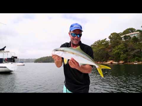 How To: Bait Fishing For Yellowtail Kingfish
