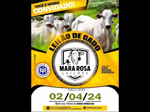 MARA ROSA LEILÕES - GOIÁS - LEILÃO GADO DE CORTE 02/04/2024