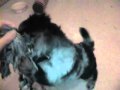 2010 05 17 Celebriankaempft Wmv