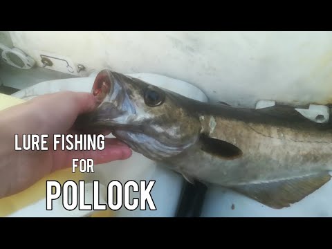 Boat Lure Fishing For Big Reef Pollock & Wrasse