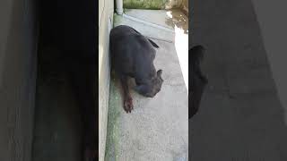 Rottweiler Baron sineklerle intihamı 🤣🤣🤣