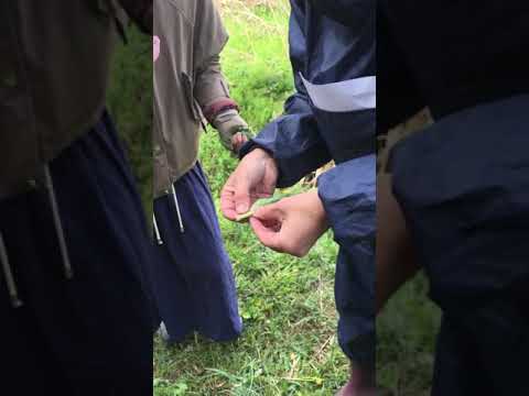 ルメックス・アリフォリウス