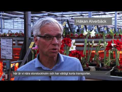 Julblommor från Alverbäcks