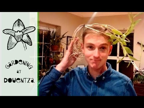 Complete Cattleya Update - seedlings, encyclia & more