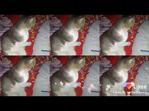 dil laga liya / my cute cat #cats #funnycat #puchi