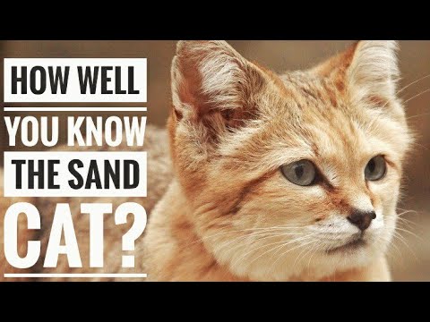 Sand Cat || Description, Characteristics and Facts!