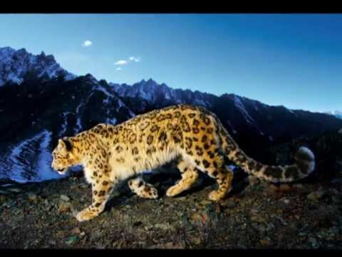 Mysterious Art - High On Mystic Mountain Dub (Enigmatic music)