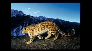 Mysterious Art - High On Mystic Mountain Dub (Enigmatic music)