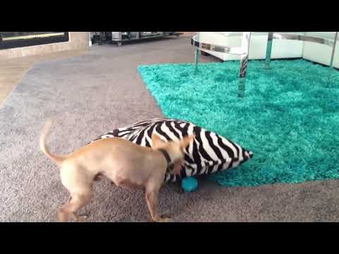 Try Not To Laugh At These Funny Pet Home Videos ep. 21