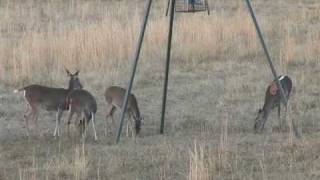 preview picture of video 'Babin Ranch Trophy Class Whitetail  Deer and Elk'