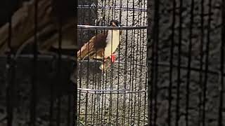 Download lagu Burung Cucak Kopi Gacor.!!! mp3 Download lagu Burung Cucak Kopi Gacor.!!! mp3