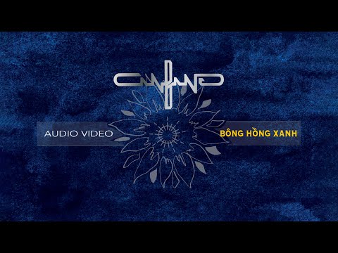 Bông hồng xanh - Bức Tường