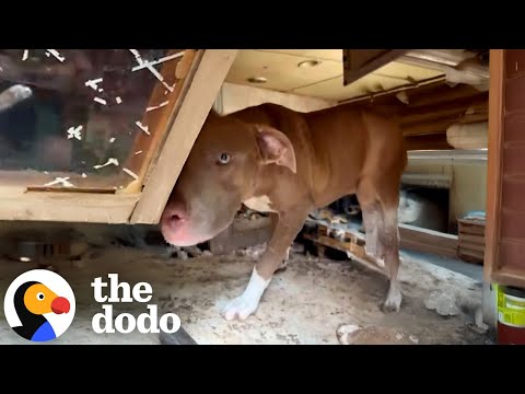 Dog Who Lived In Abandoned Trailer For A Year Is A 12/10 Good Boy | The Dodo