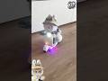 Labubu Labu Labu Bu Ukulele Funny Music Song Labubu Cute Foryou Fyp Shorts