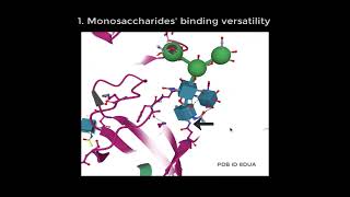 Carbohydrates in PDB