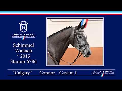 Holsteiner Frühjahrsauktion 2020 - Nr. 108 Calgary v. Connor - Cassini I