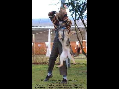 Kimo vom Haus Pixner (8 Monate)