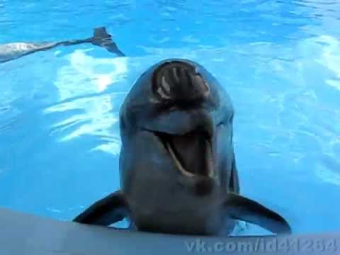 crazy laughing dolphin