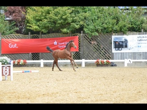 Holsteiner Hengstfohlen von Clarimo