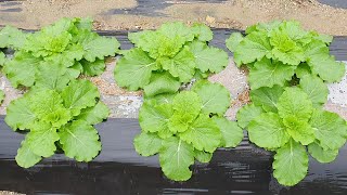 배추외 8가지 심었습니다.두둑이 높아서 비가 많이와도  괜찮을것 같아요.
