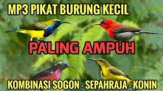 Download lagu Suara Pikat Sogon betina Konin Dan Sepahraja Ampuh! Anti boncos mp3 Download lagu Suara Pikat Sogon betina Konin Dan Sepahraja Ampuh! Anti boncos mp3