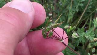 Puncture Vine Copycats!