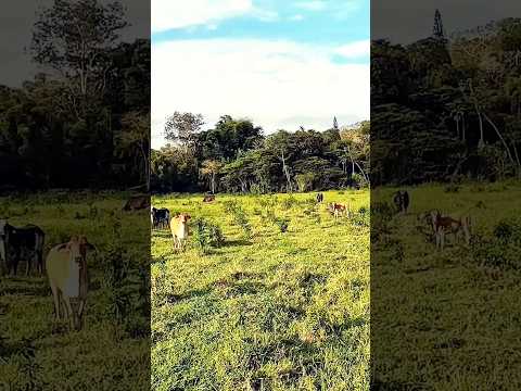 SÍTIO VENDA 10 ALQUEIRES FORMADO EM PASTO, SETE BARRAS, SP VALE DO RIBEIRA - ESCRITURADO