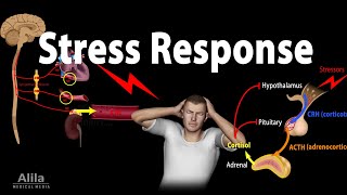Stress Adaptation Response,  Animation