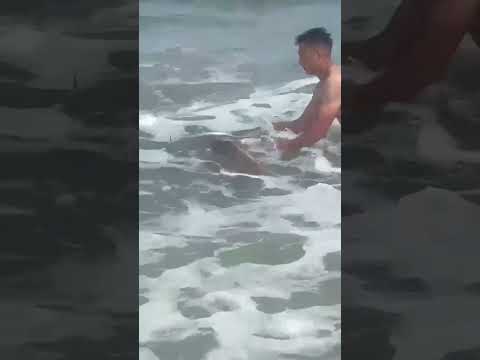 33 kilos gran corvina negra en el chorro Maldonado felicitaciones amigos #pesca #tamberas