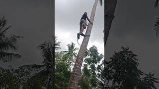 Download lagu alat panjat kelapa murah meriah mp3 Download lagu alat panjat kelapa murah meriah mp3