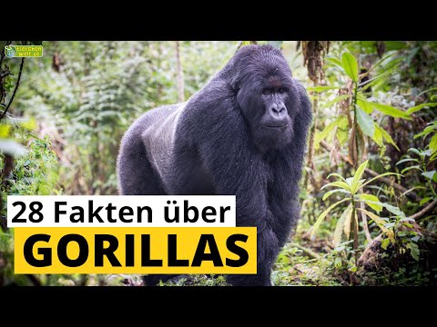 28 Steckbrief-Fakten über Gorillas - Doku-Wissen über Tiere - für Kinder