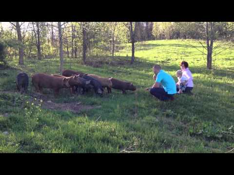 download lagu mp3 mp4 Pastured Bacon Near Me, download lagu Pastured Bacon Near Me gratis, unduh video klip Pastured Bacon Near Me