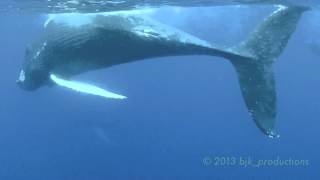 preview picture of video 'Humpback Whales in Kihei, Maui.m4v'