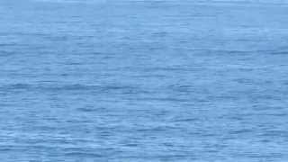 preview picture of video 'Whale and harbour porpoises in Yachats'