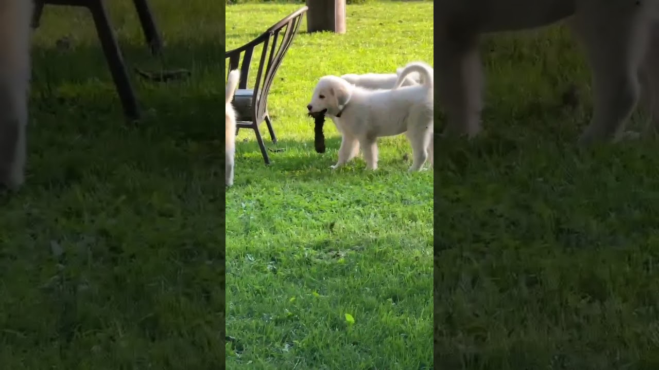Enlarge Anna in OH - Full Of Happy Energy, an adopted Great Pyrenees in Bellevue, OH video 4/4