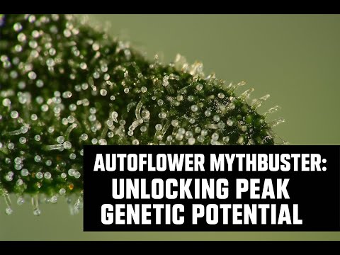 Autoflower Mythbusters: Unlocking Peak Genetic Potential